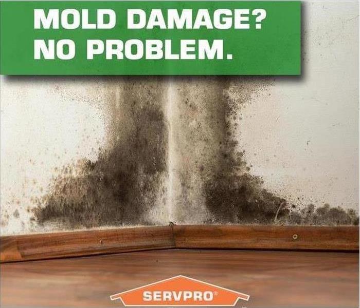 Corner of a room with mold and SERVPRO logo